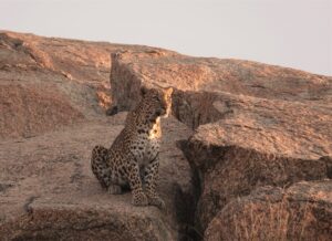 Bera Leopard safari. Beautiful female in morning light