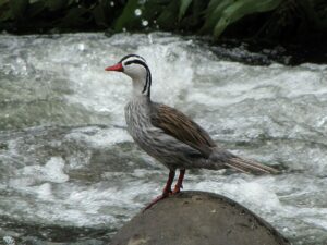 Puma safari Patagonia. Photo of a Pato de los torrentes