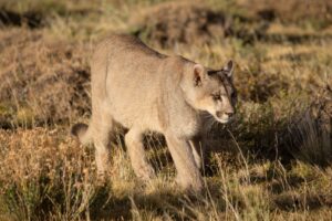 Puma Patagonia Safari. Puma walking through grasslands