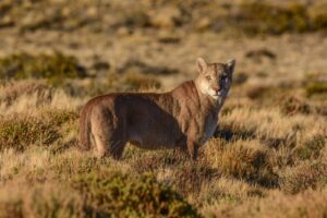 Puma safari Patagonia. Photo of a puma standing in the grasslands of Patagonia