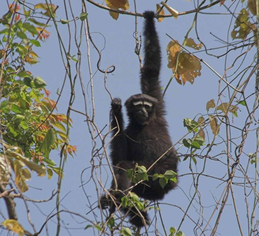 Photo of a Hoolock Gibbon taken on our India wildlife holiday