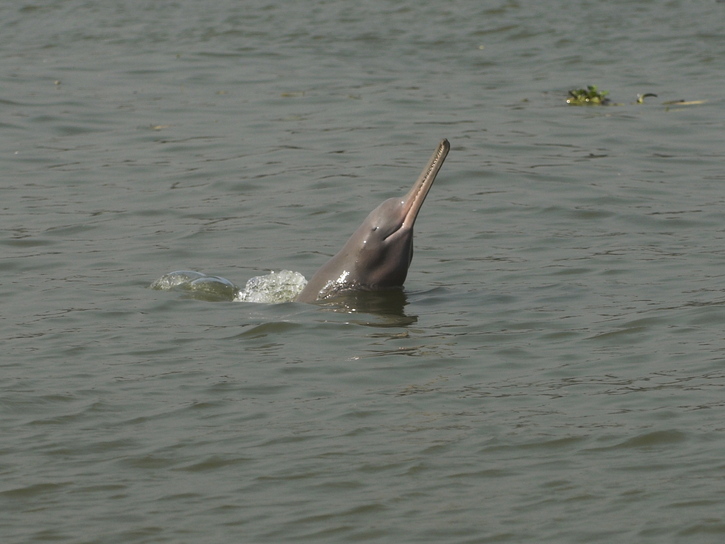 Photo of a Gangetic Dolphin taken on our India wildlife holiday