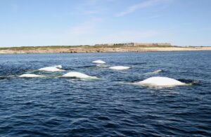 Cheap polar bear and beluga whale tour