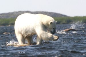 Cheap polar bear tour fishing for Beluga whales